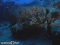 scuba diving photo