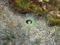 scuba diving photo