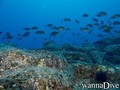 scuba diving photo