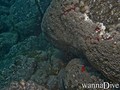 scuba diving photo