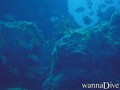 scuba diving photo