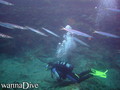 scuba diving photo