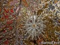 scuba diving photo