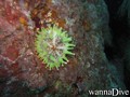 scuba diving photo