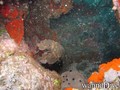 scuba diving photo