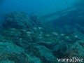 scuba diving photo