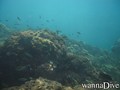 scuba diving photo