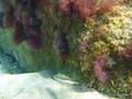 scuba diving photo
