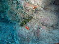 scuba diving photo