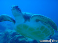 scuba diving photo