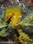 scuba diving photo