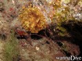 scuba diving photo
