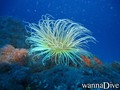 scuba diving photo