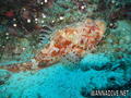scuba diving photo