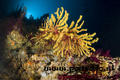 scuba diving photo