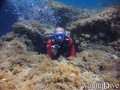 scuba diving photo