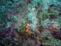 scuba diving photo
