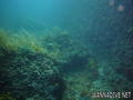 scuba diving photo