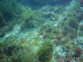 scuba diving photo