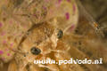 scuba diving photo