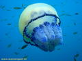 scuba diving photo