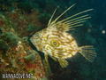 scuba diving photo