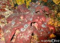scuba diving photo