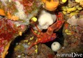 scuba diving photo