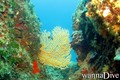 scuba diving photo