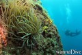 scuba diving photo