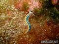 scuba diving photo