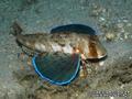 scuba diving photo