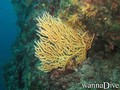 scuba diving photo