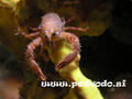 scuba diving photo