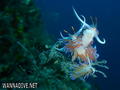 scuba diving photo