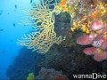 scuba diving photo