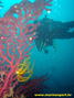 scuba diving photo