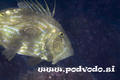 scuba diving photo