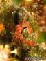 scuba diving photo