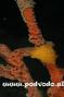 scuba diving photo