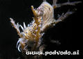 scuba diving photo