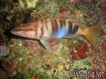 scuba diving photo