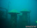 scuba diving photo