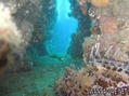 scuba diving photo