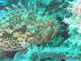 scuba diving photo