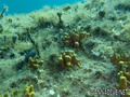 scuba diving photo