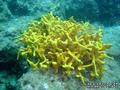 scuba diving photo