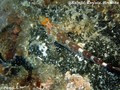 scuba diving photo