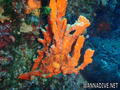 scuba diving photo
