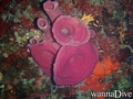 scuba diving photo